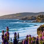 Cliffside wildflowers in Laguna Beach, CA