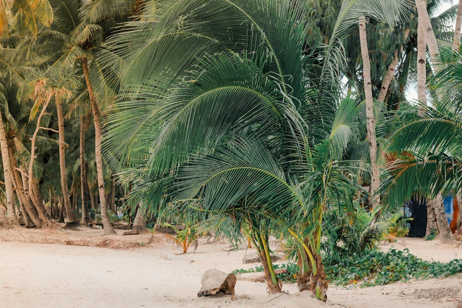 Beach Travel Guide for Exploring Tropical Destinations