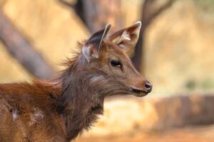 Best Wildlife Travel Destinations for Animal Lovers featured