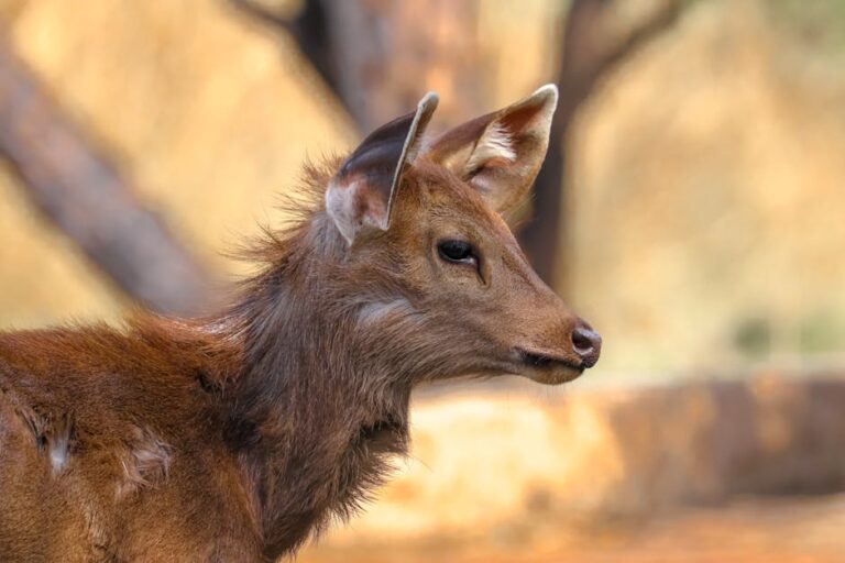 Best Wildlife Travel Destinations for Animal Lovers featured