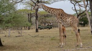Wildlife Travel Guide with Top Safari Experiences featured