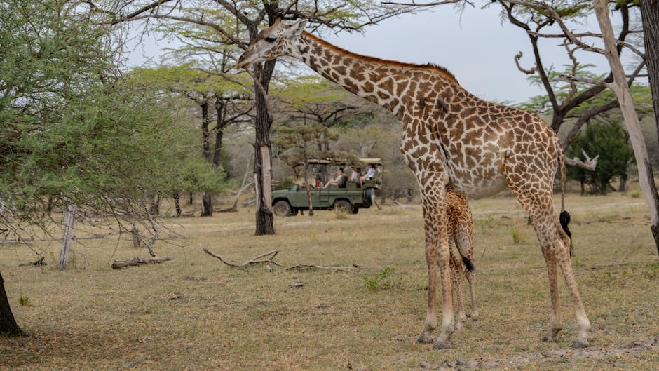 Wildlife Travel Guide with Top Safari Experiences featured